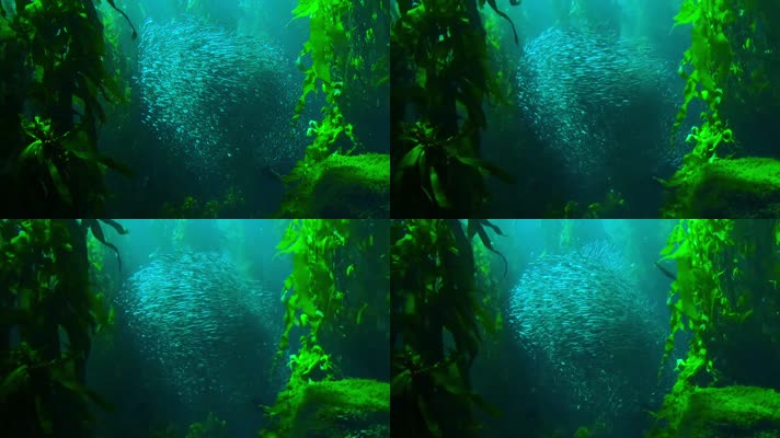 海藻间的鱼群