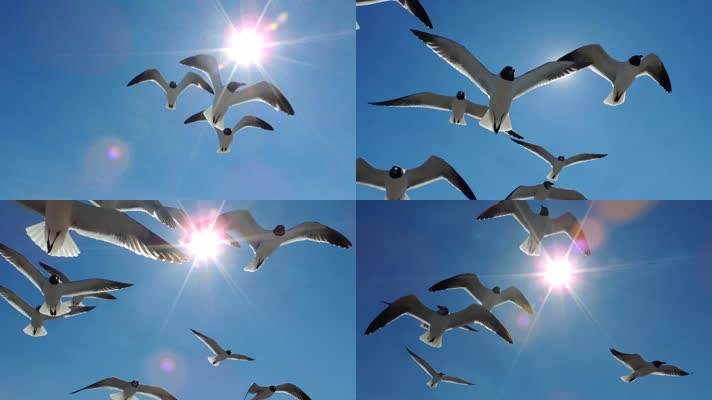 阳光下飞翔的海鸥