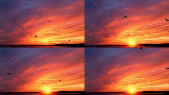 夕阳下海面上飞翔的海鸥剪影