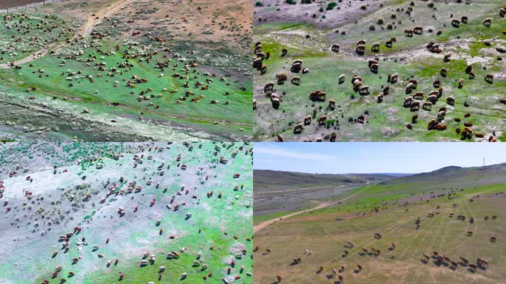 4K航拍新疆萨尔布拉克吃草的羊群
