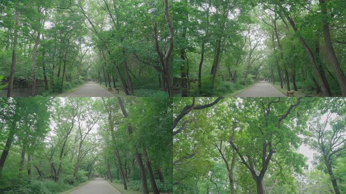 公园里参天大树下的林间小路