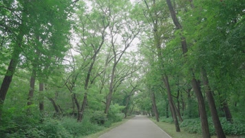 公园里参天大树下的林间小路