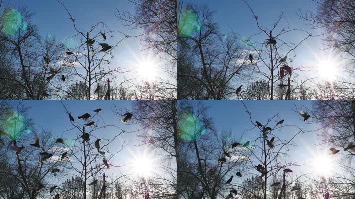 冬天树枝上乱飞的麻雀