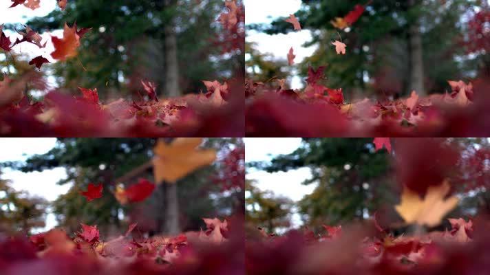 升格拍摄枫叶落在地上慢动作