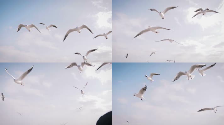 空中飞翔的海鸥、海鸥在飞行中捕捉面包片的