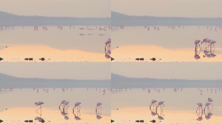 美丽的镜头，清晨在纳库鲁湖的火烈鸟（2）
