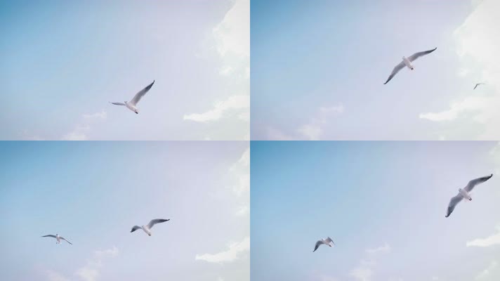 空中飞翔的海鸥、海鸥在飞行中捕捉面包片的
