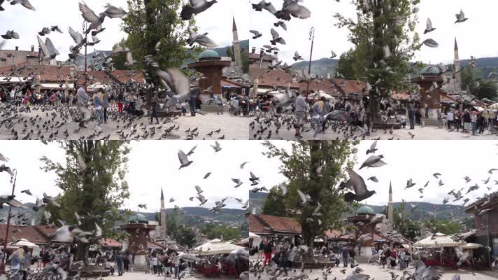 旅游胜地巴斯恰尔希亚广场的鸽群、旅游景点