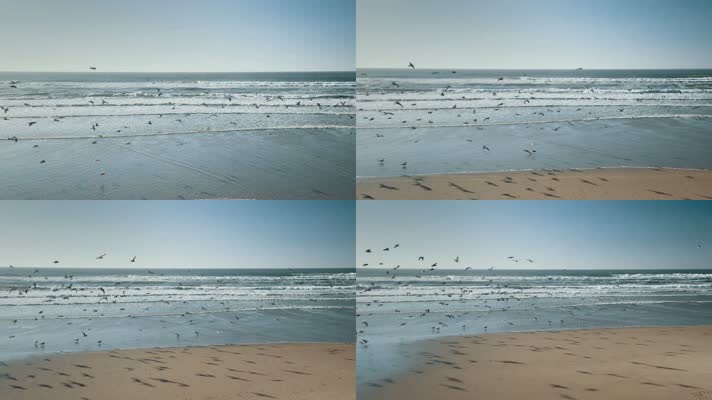 慢动作镜头、壮观的海鸥群在优美的海滩上翱