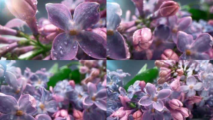 微距特写盛开的丁香花、紫紫的水滴