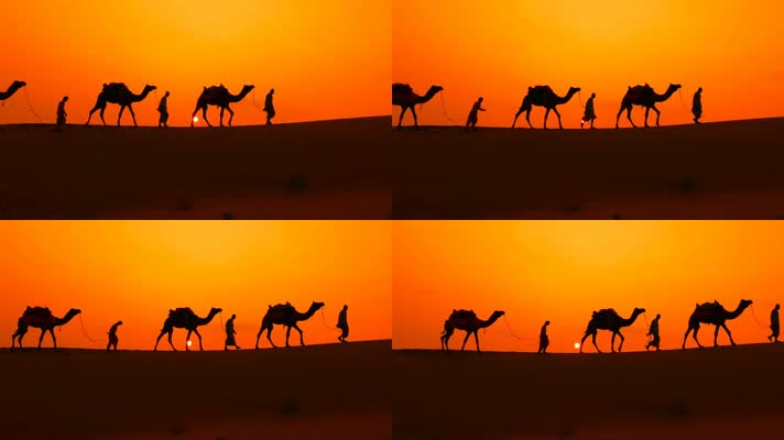 夕阳下的沙漠骆驼
