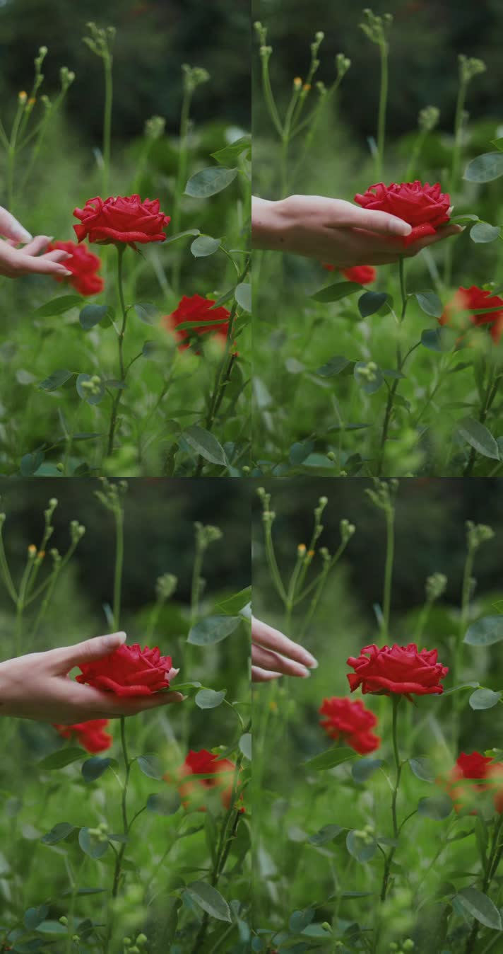 竖屏、女人用手去托红花