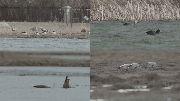 C林周湿地水鸟4k实拍视频
