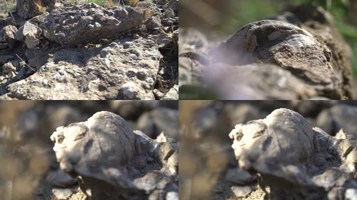 B新疆 准噶尔 石头堆 鸟类 静态