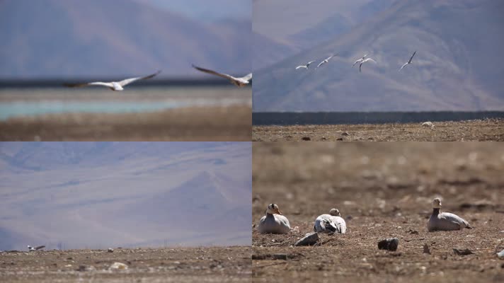 C翱翔的斑头雁4K追踪视频