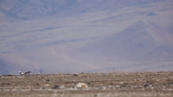 C翱翔的斑头雁4K追踪视频