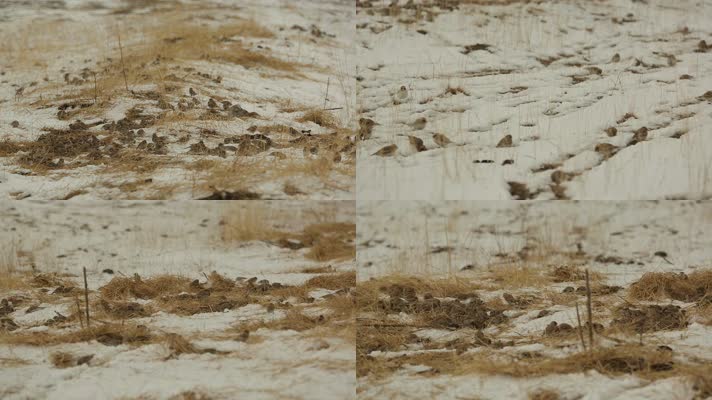 C觅食的麻雀群高清动物实拍视频