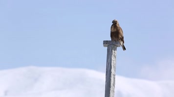 C雄鹰起飞 C雄鹰起飞