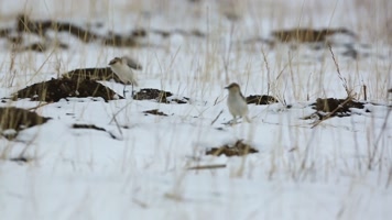 C雪地狂奔的小麻雀