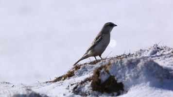 C左顾右盼的麻雀