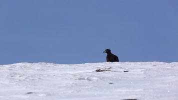 C雄鹰展翅 C雄鹰展翅