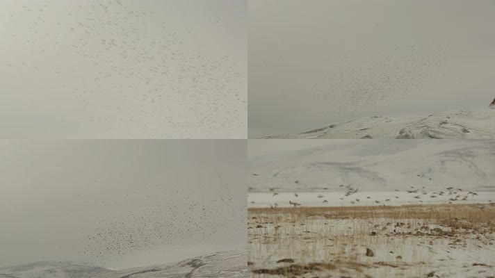 C 翱翔的麻雀群