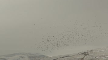 C 翱翔的麻雀群