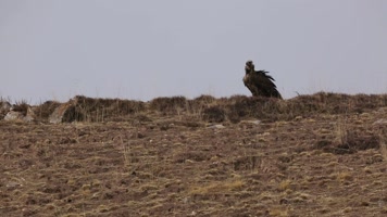 C鹰击长空 C鹰击长空