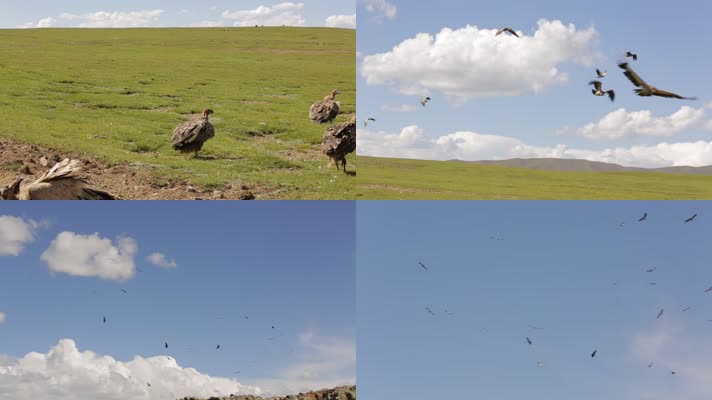 C翱翔的秃鹫4K实拍视频