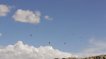 C翱翔的秃鹫4K实拍视频