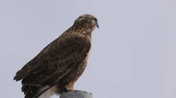 C鹰击长空 C鹰击长空