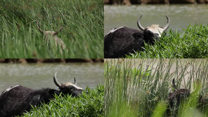 C拉鲁湿地河间水牛4K实拍视频
