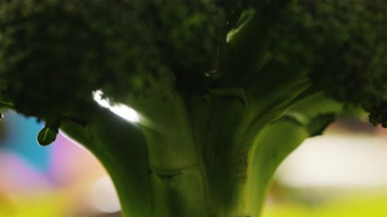 西兰花树林丁达尔光