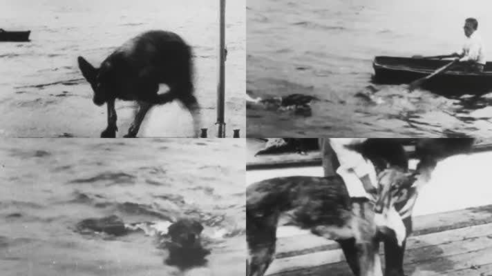 上世纪初20年代德国牧羊犬宠物犬游泳