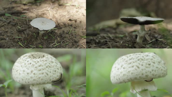 公园里生长的野生蘑菇
