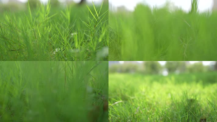 草 青草 绿色的草地 草坪 绿色 环保 