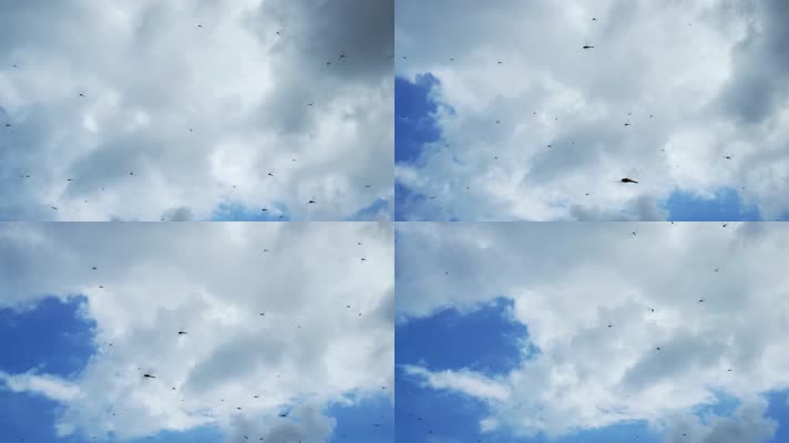 蓝天白云空中很多蜻蜓飞舞1