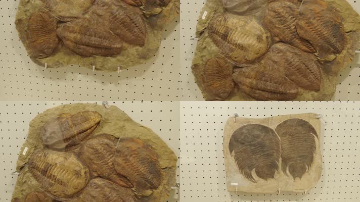 古生物博物馆化石三叶虫