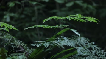 C热带雨林大自然空镜4K实拍 C热带雨林大自然空镜4K实拍