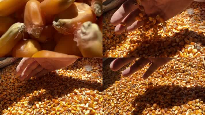 玉米 升格 玉米慢动作 丰收 玉米粒 
