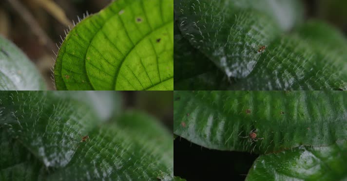 (4K) X浙江泰顺乌岩岭叶片上的小虫特写