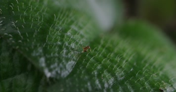 (4K) X浙江泰顺乌岩岭叶片上的小虫特写