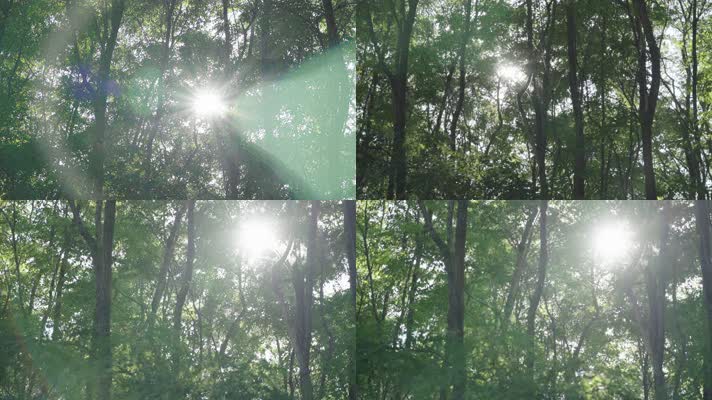 太阳透过树林照射大地