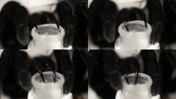 C实验室捕鸟蛛4k特写视频