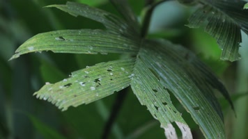 C热带雨林空镜4K实拍 C热带雨林空镜4K实拍