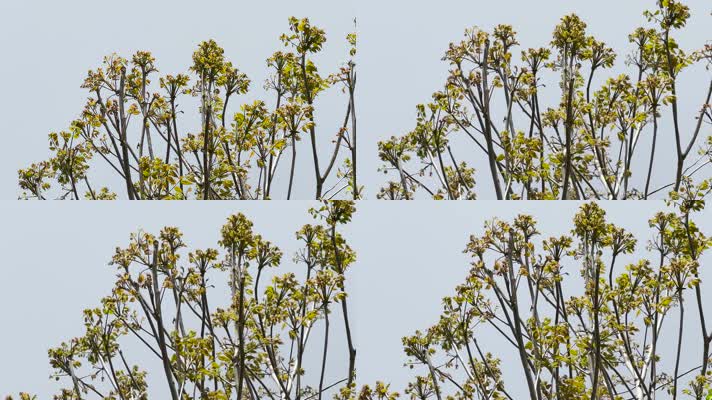 香椿树 香椿树芽 春天食材 食材 美食野