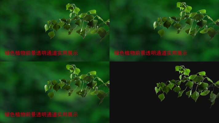 实拍绿叶植物透明带通道抠像视频素材