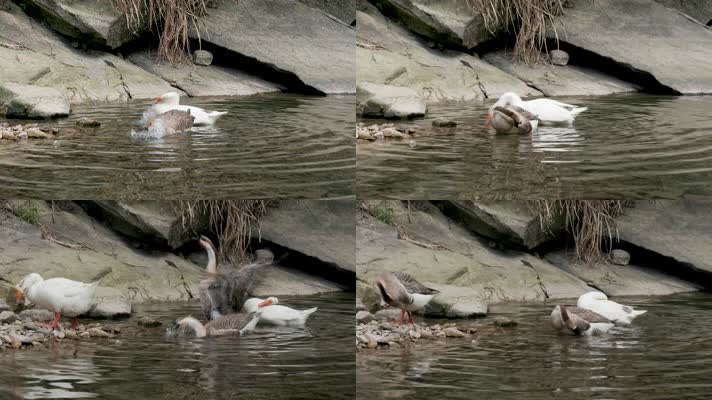 一群鸭子喝水洗澡嬉戏玩耍上岸