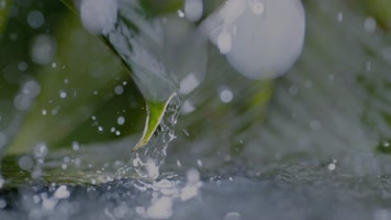 雨水 树叶 植物 下雨