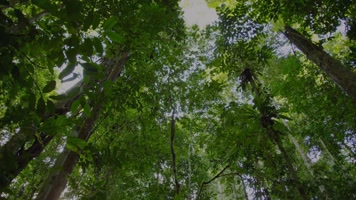 森林 树木 植物